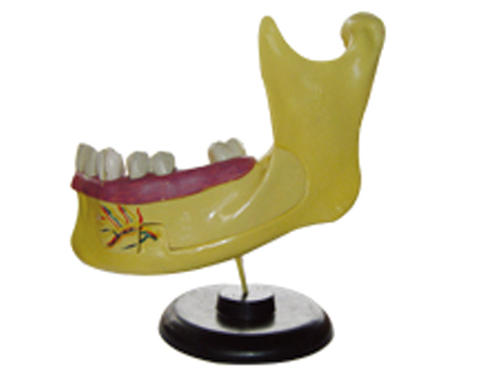 SD-088 33221���м�ĥ������ģ��