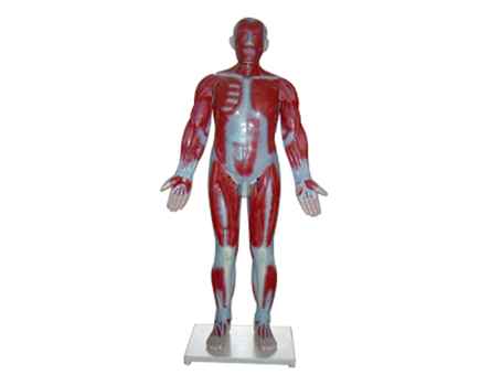 SD-096 33219���w����ģ��