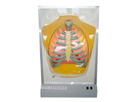 SD-101 33224���w�����\(y��n)��(d��ng)ģ��